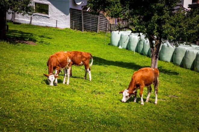 20210723_OberhaushofAussen_042