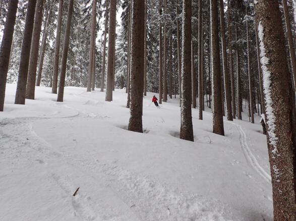 Gut fahrbarer Hochwald