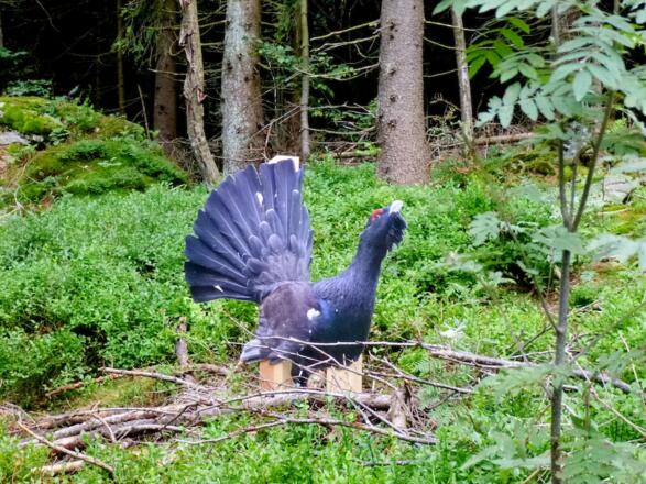 Auerhahn-Figur am Knogl
