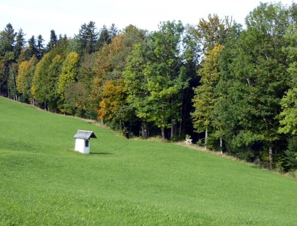 Nach dem waldreichen Anstieg über den Höhenrücken wird der Weg wieder sonniger.