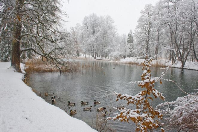 Löwenteich Matzenpark Winter