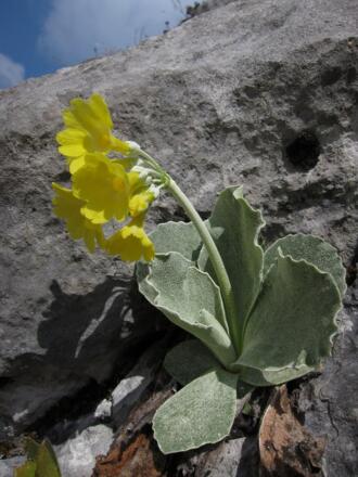 Platenigl oder Alpen-Aurikel