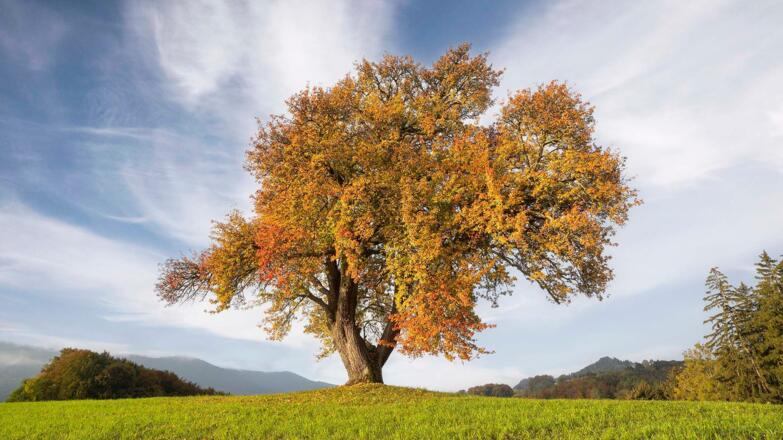 Birnbaum in Schloßried