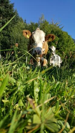 Neugieriger Blick