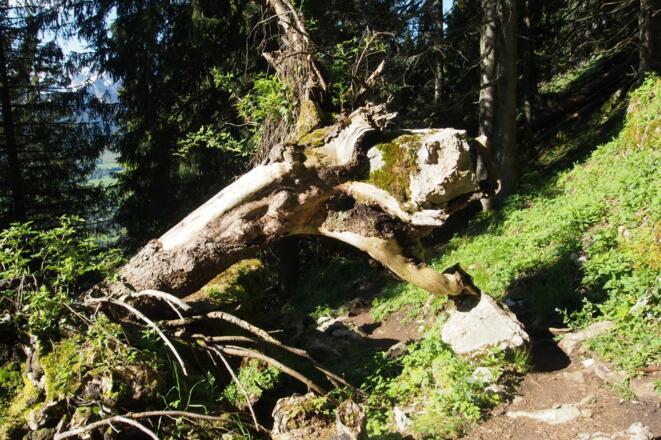 Baum auf Fels