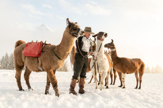 Lamatrekking im Montafon (c) Andreas Haller - Mont