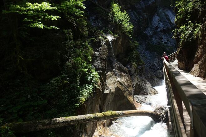 Gewaltige Bäume bewegt das wilde Wasser des Wimbachs durch die Klamm.