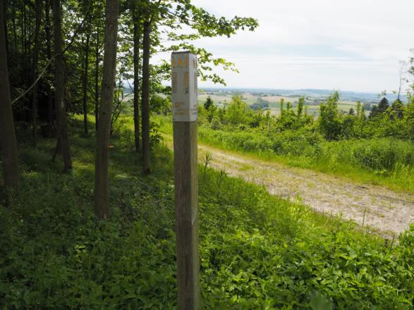 Gemütliche Wanderwege führen durch den Kürnberger Wald