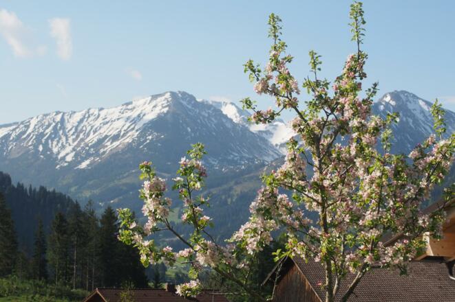 Apfelblüte mit B`schießer im Hintergrund
