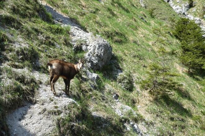 Sie scheint kapiert zu haben, dass der Wanderer nicht gefährlich ist.