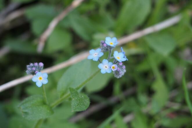 Alpen-Vergissmeinnicht