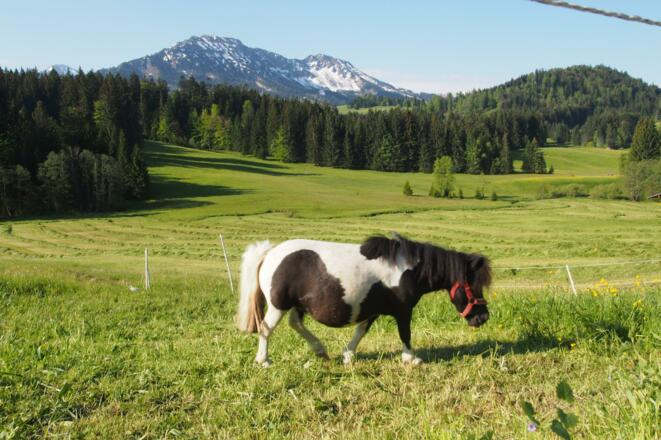 Pony mit Iseler im Hintergrund