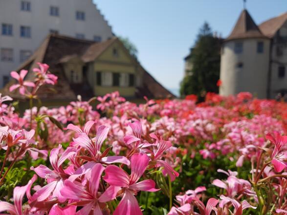 Lindau am Bodensee Blumen