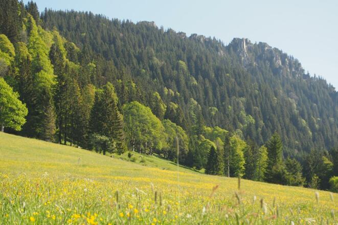 Alpenwiese im Frühling mit unserem Gipfel im Hintergrund