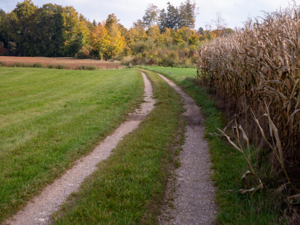 Feldwege bestimmen den Anfang der Tour