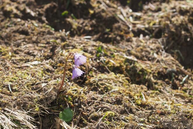 Alpen-Glockenblume