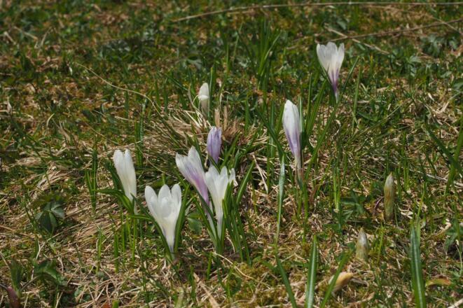 Krokusse