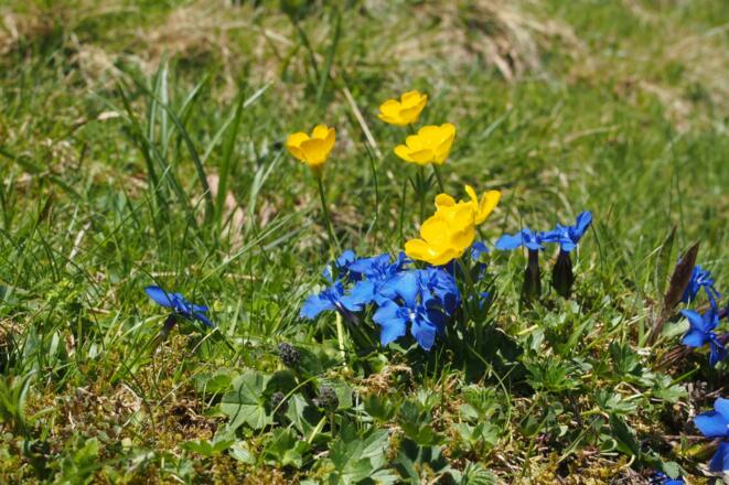 Frühlingsenzian mit Hahnenfuß