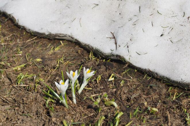 Krokusse