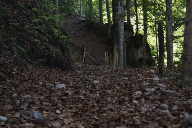 Abstieg durch Buchenwald