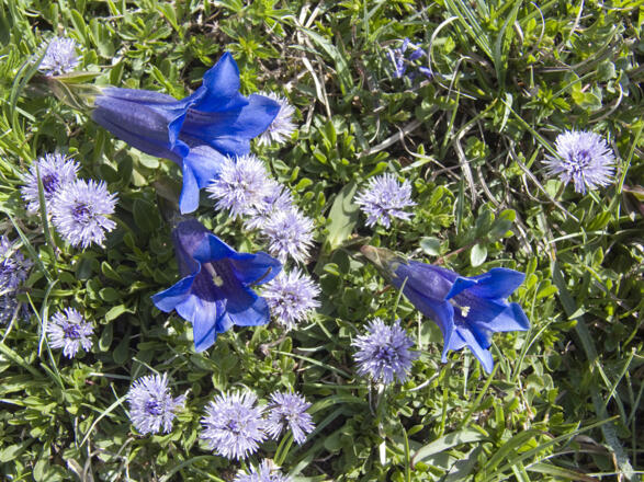 Im Juni entfaltet sich am Schmalegger Joch eine Blumenpracht mit Enzian, Kugelblume ...