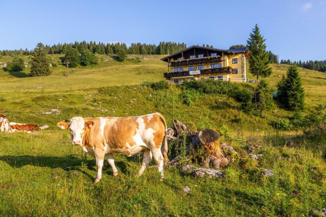 Weidegebiet Postalm