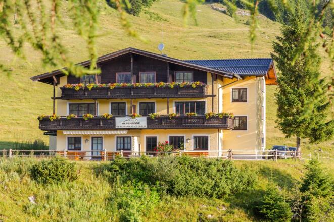 Sommer Alpenrose