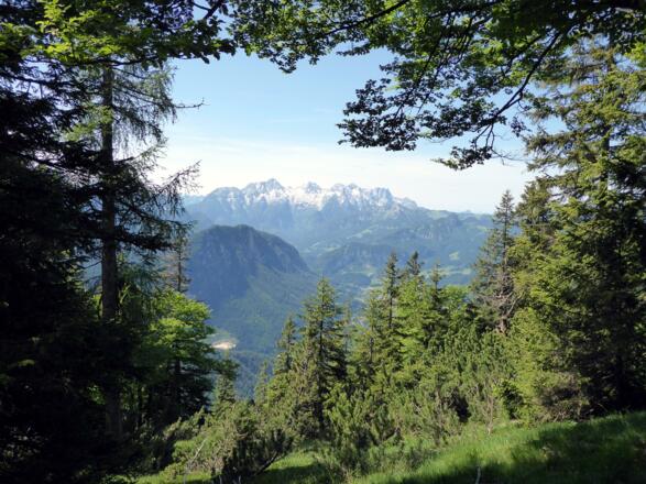 Der Pfad dreht Richtung Westen, damit rücken die Loferer Steinberge ins Bild.