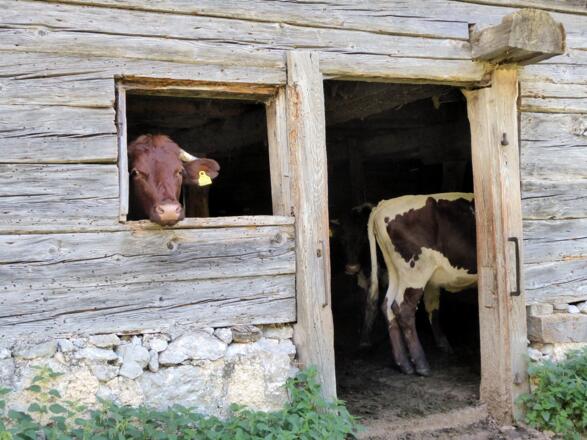 Ein kühler Unterstellplatz im Stall der Vockenalm.