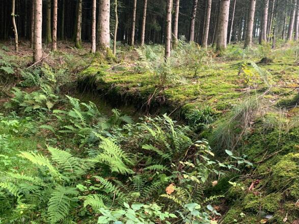 Moos und Farne im feuchten Wald der Schlögener Schlinge