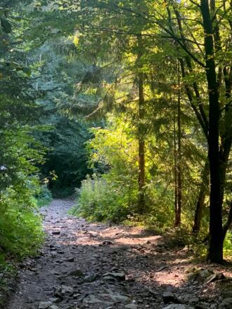 Der ausgewaschene, steinige, steile Weg zur Aussichtsplattform "Schlögener Blick"