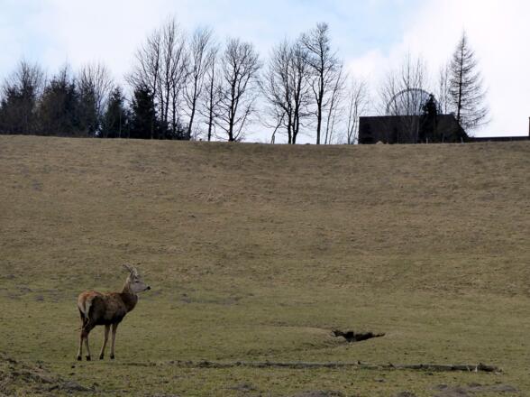 Der Weg führt unterhalb der neuen Sternwarte am Haunsberg vorbei.