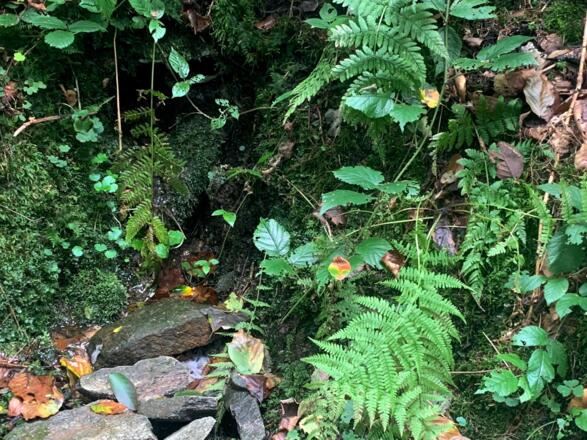 Brauner Streifenfarn im schattigen feuchten Wald der Schlögener Schlinge