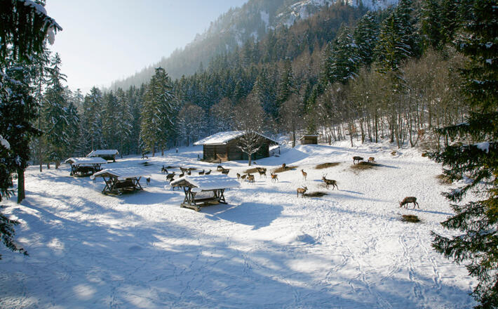 Die Wildfütterung im Klausbachtal
