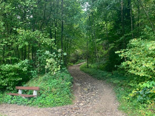 Der Wanderweg zur Aussichtsplattform der Schlögener Schlinge