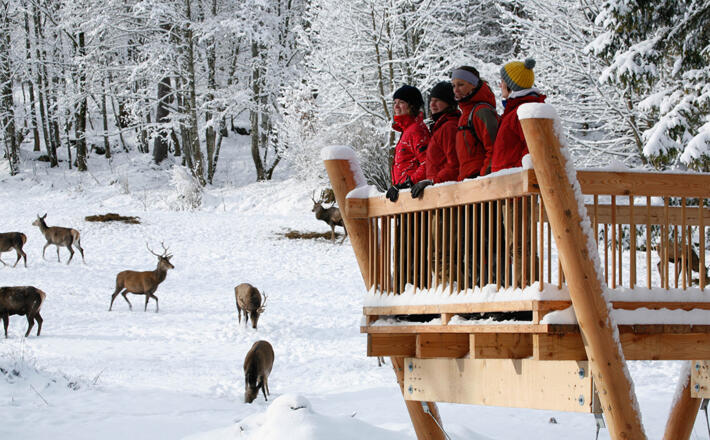 Die Aussichtsplattform der Wildfütterung im Klausbachtal