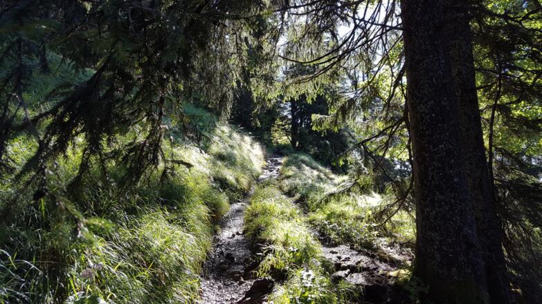 Der wunderbar schattige Zustieg von Walchensee zum Herzogstand