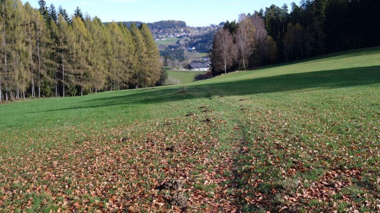 Über den Wiesenpfad von der Kreuzung ~750 m talwärts