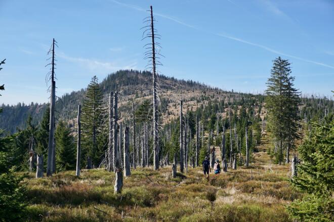Letzter Grenzsteigabschnitt zum Gr. Rachel