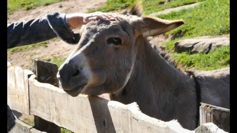 Wild-Park Klaushof | Freizeittipp | Bad Kissingen stellt sich vor