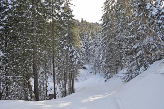 Idyllischer Winterwanderweg durch den tief verschneiten Wald