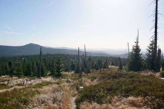 Lusen vom Spitzberganstieg