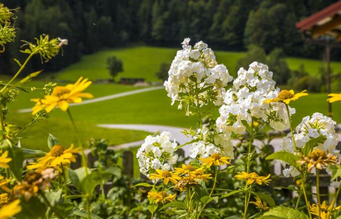 20170827_BambichlgutAussen_074_klein