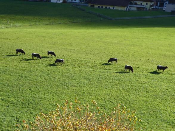 Der aussichtsreiche Gsengsteig verläuft auf einer leicht erhöhten Geländekante über dem Talboden.