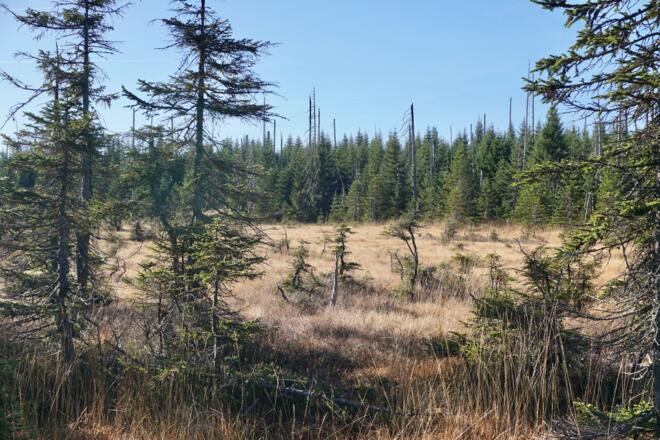 Stangenfilz vor dem kleinen Spitzberg