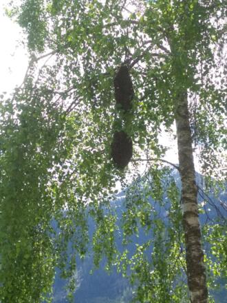 Imkerei Fam. Krahbichler in Neukirchen