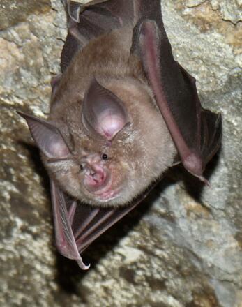 Die Fledermaus "Große Hufeisennase"