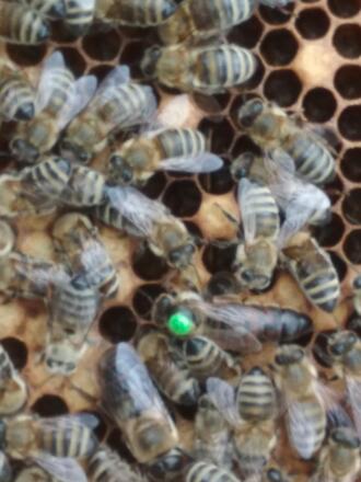 Imkerei Venedigergold in Neukirchen am Großv.