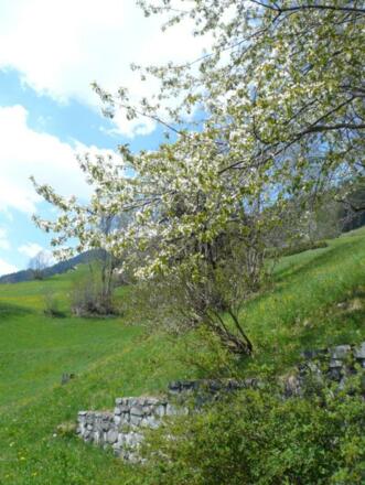 Frühling beim Chalet Alte Mühle