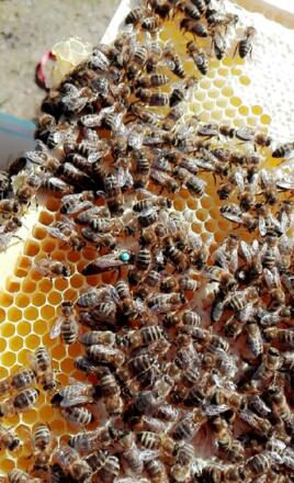 Imkerei Familie Krahbichler